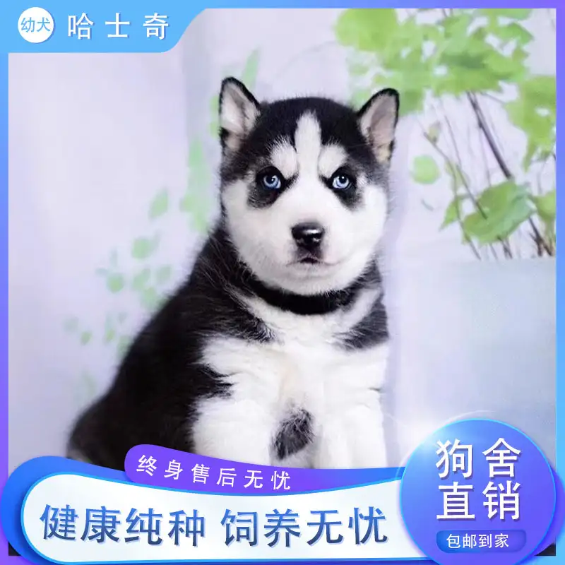 小型萨摩耶犬狗多少钱(小型萨摩耶犬狗多少钱一条)