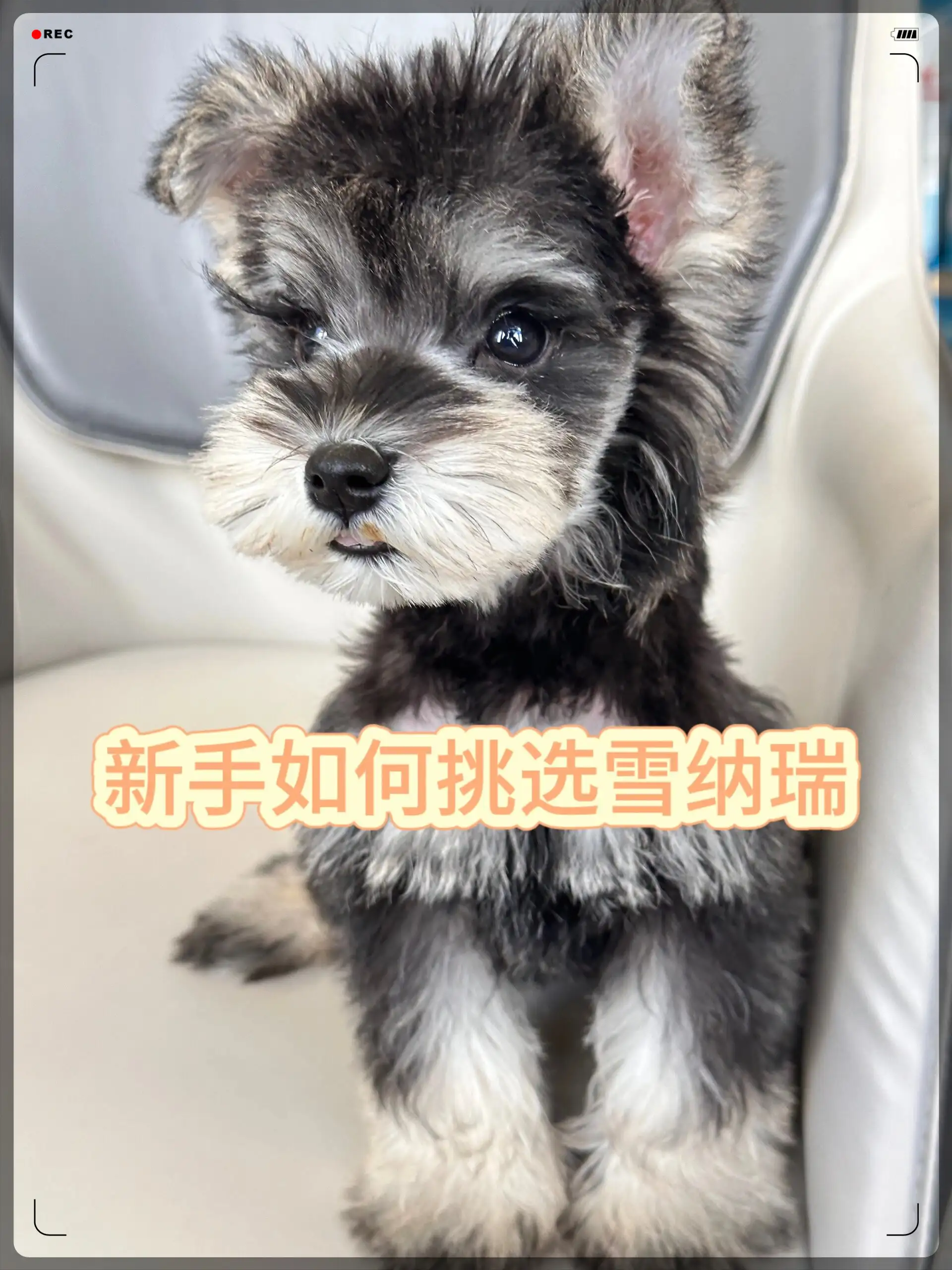 雪纳瑞是大型犬还是小型犬?(雪纳瑞是大型犬还是小型犬图片)