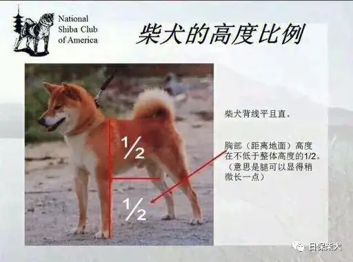 柴犬属于什么(柴犬属于什么犬类)