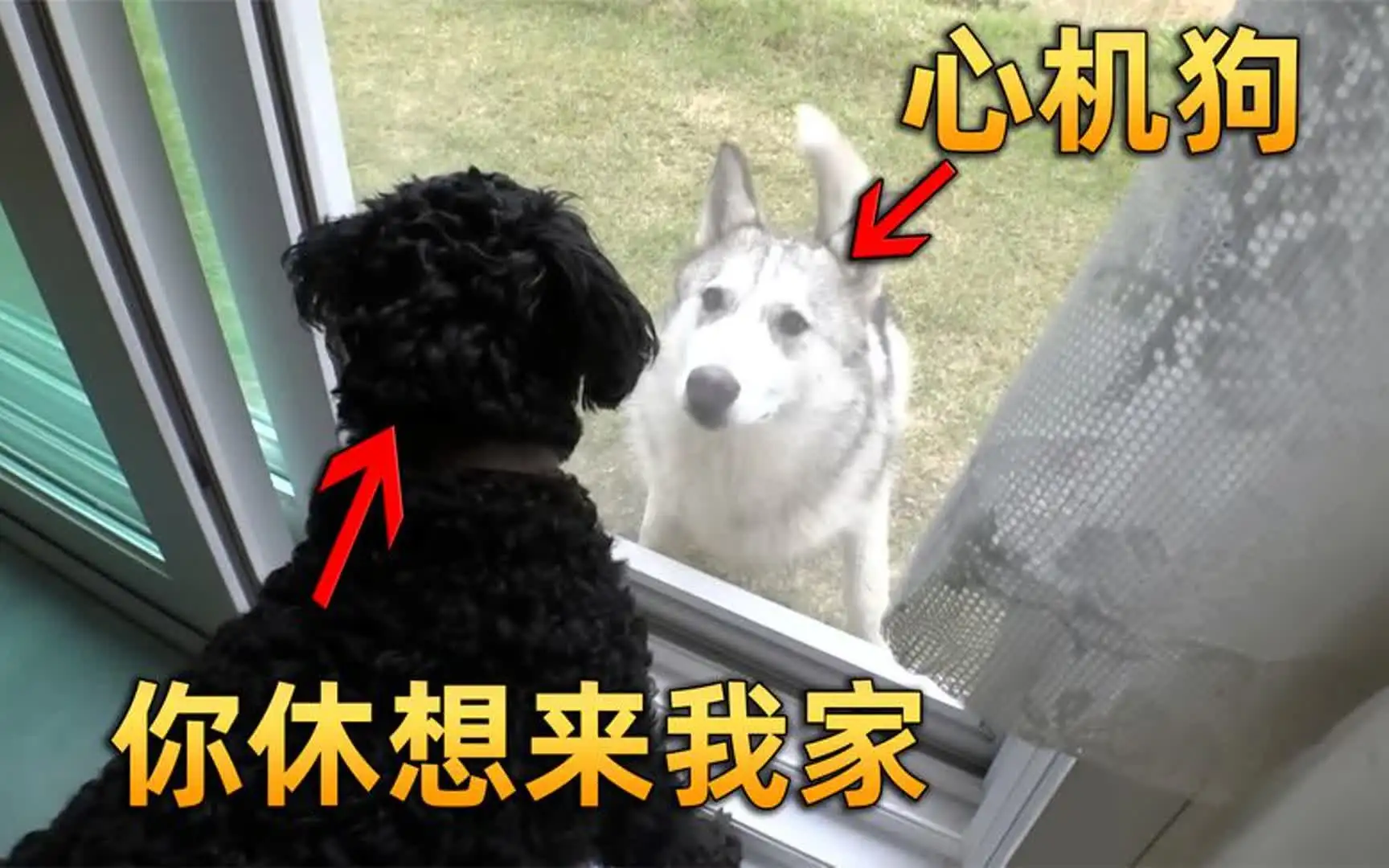 一只哈士奇幼犬大约多少钱(一只哈士奇幼犬大约多少钱啊)