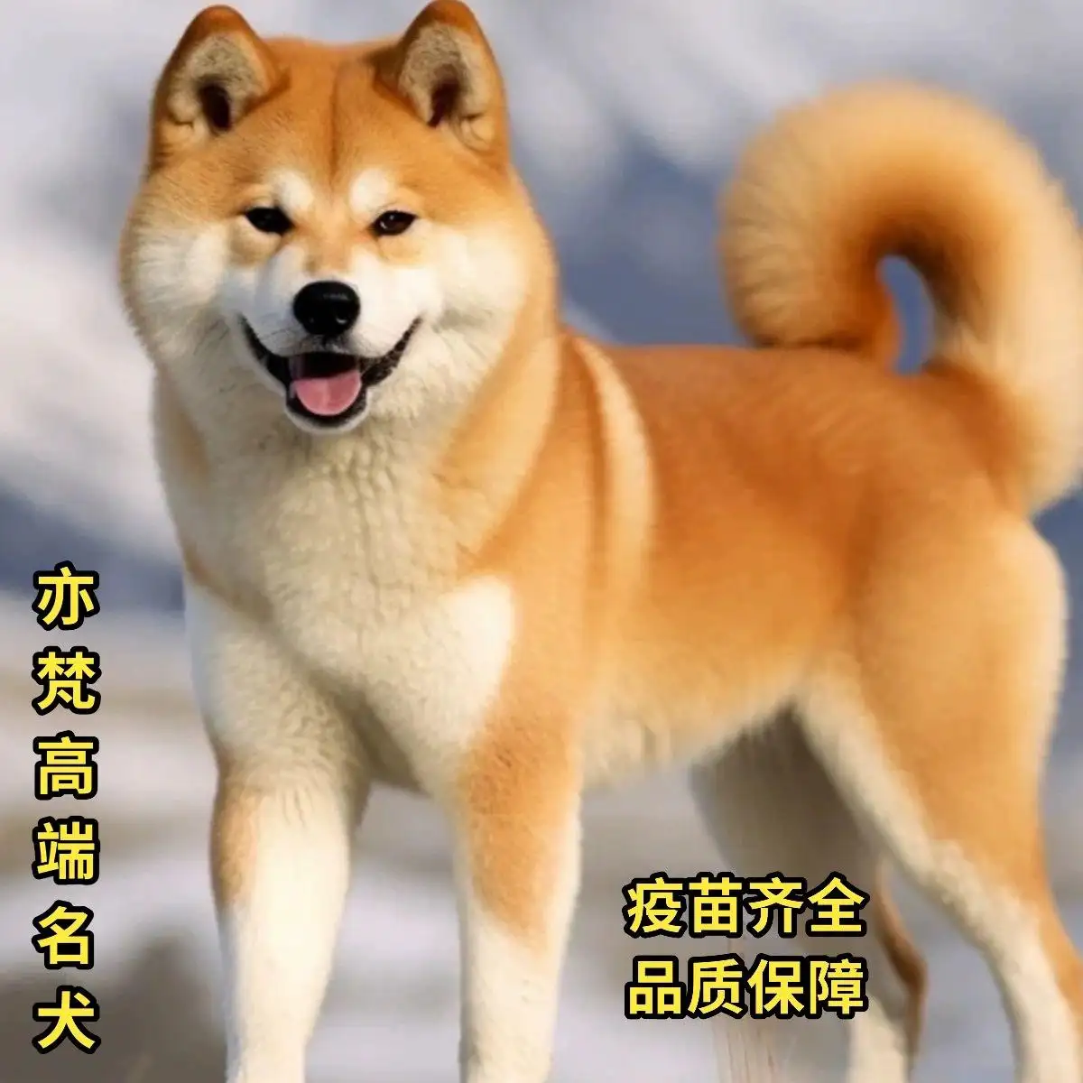 柴犬怎么看纯种(如何看柴犬是不是纯种)