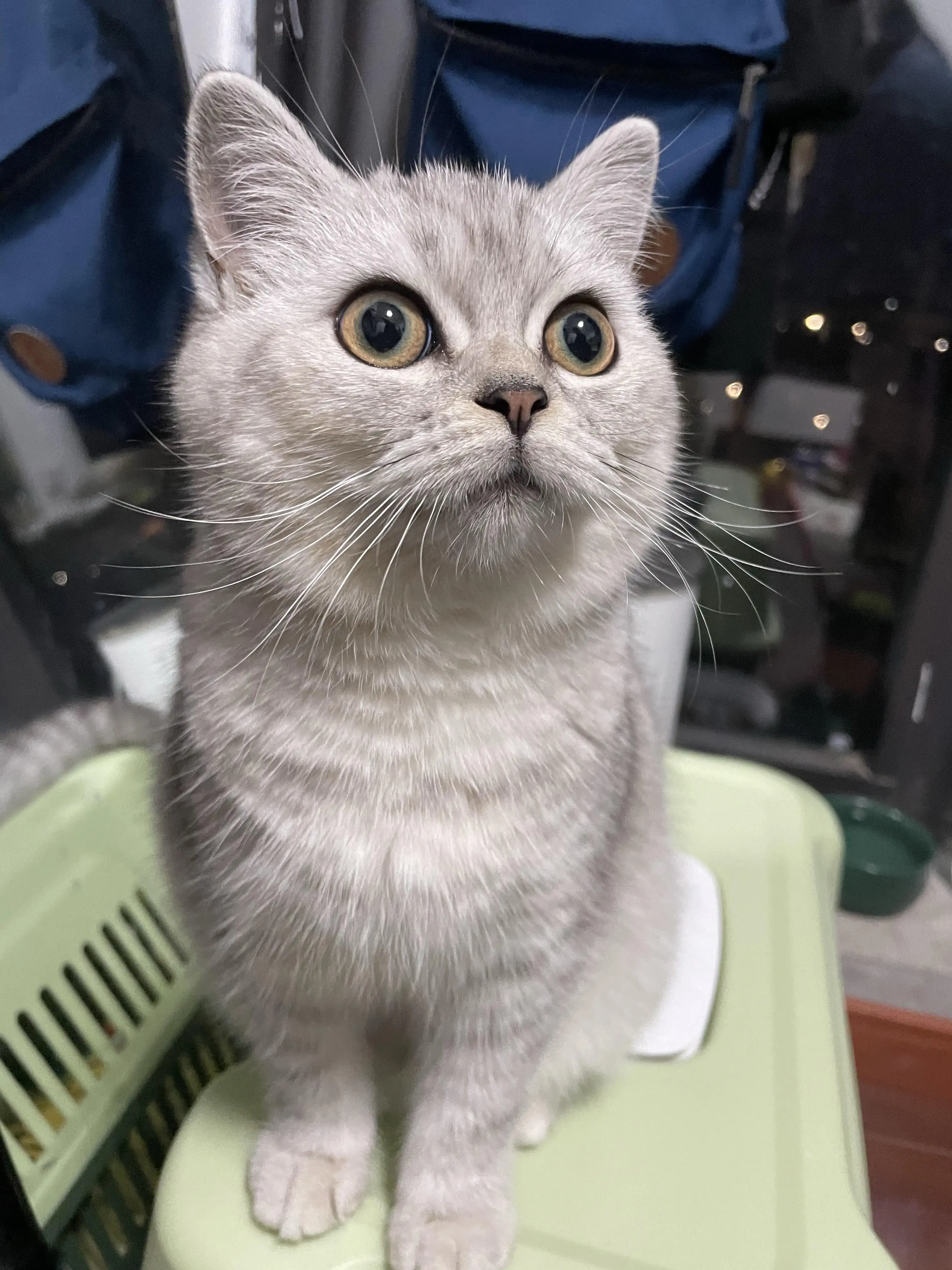 猫是什么味道(猫的味道怎么样)