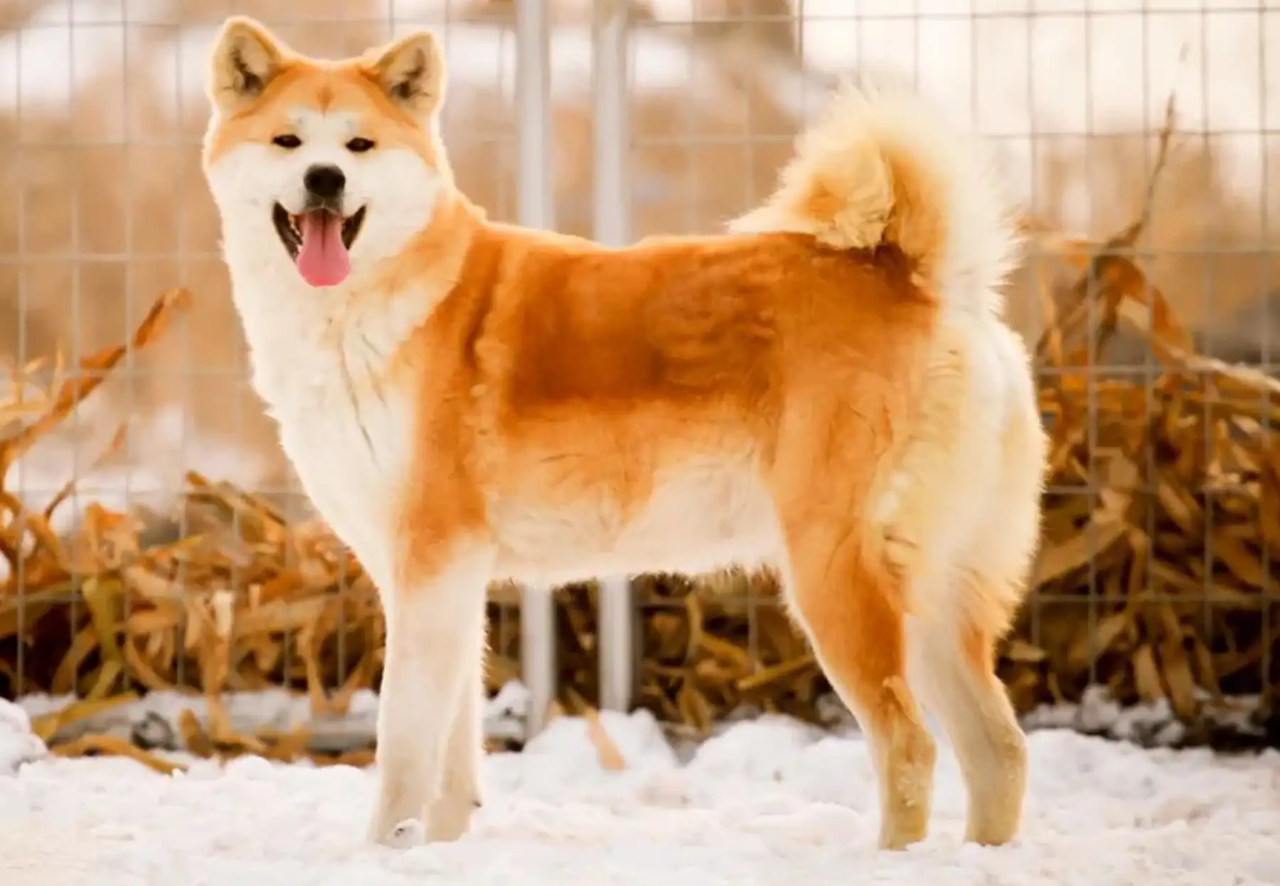 秋田犬与柴犬(秋田犬与柴犬的区别是什么)