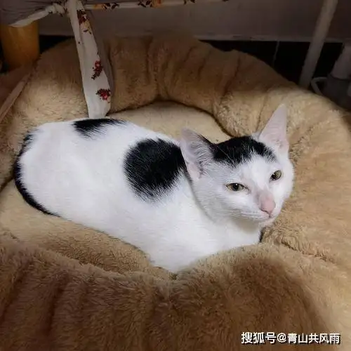 乌云踏雪猫多少钱一只(乌云踏雪猫多少钱一只图片)