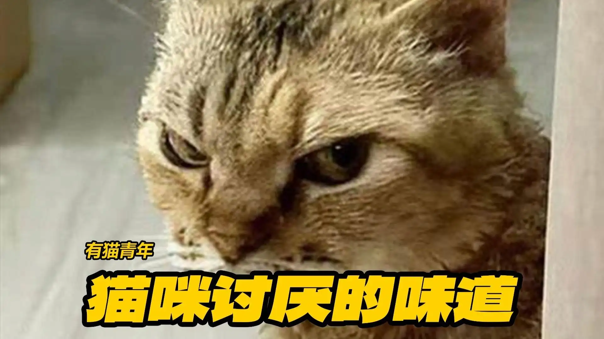 猫咪怕什么气味(猫咪怕什么气味的东西)