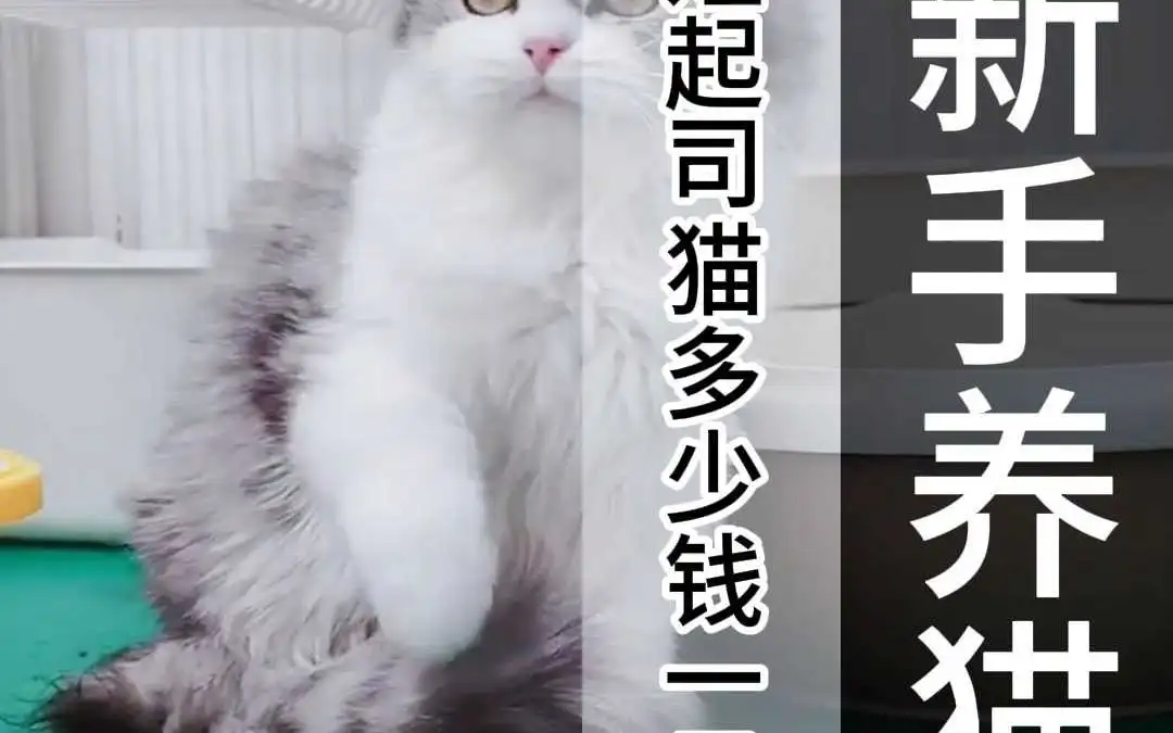 小猫价钱(小猫的市场价格大概多少)