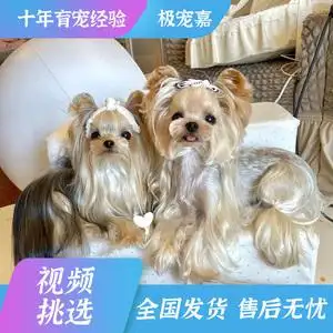 茶杯犬约克夏多少钱一只(茶杯约克夏和普通的有什么不同)