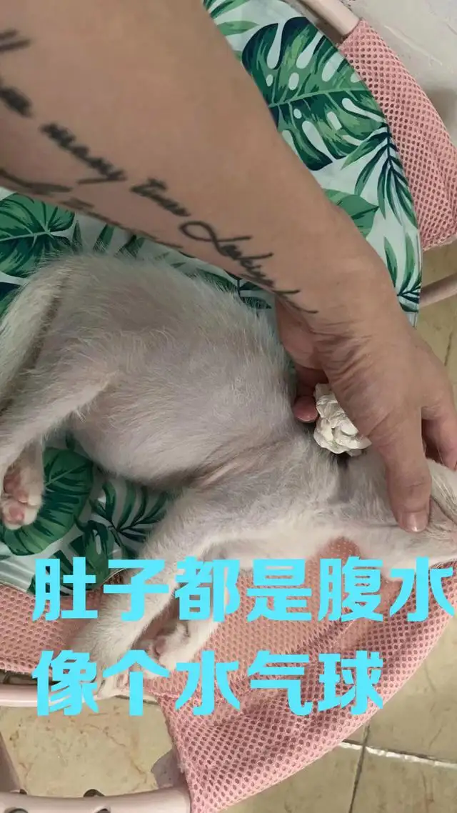 猫腹水是猫传腹吗(猫腹水就是猫传腹吗)