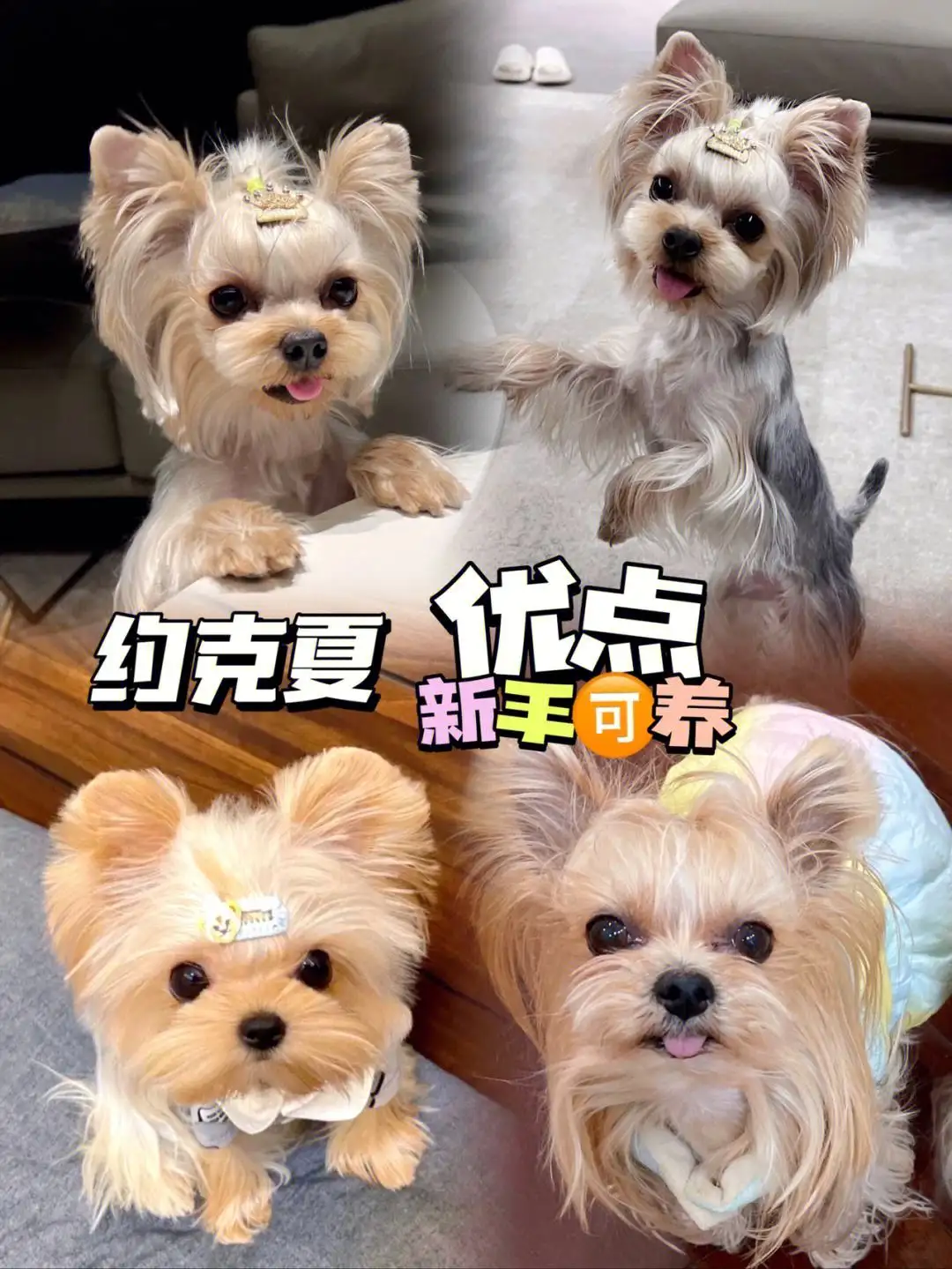 约克夏幼犬一般多少钱一只?(约克夏幼犬一般多少钱一只小型犬)