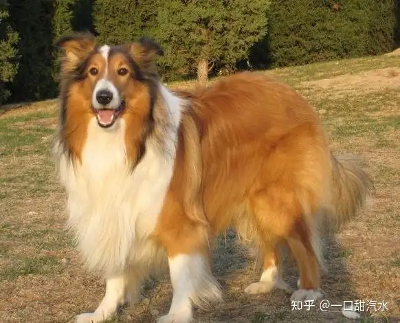 苏格兰牧羊犬在北京是禁养犬吗(苏格兰牧羊犬在北京是禁养犬吗知乎)