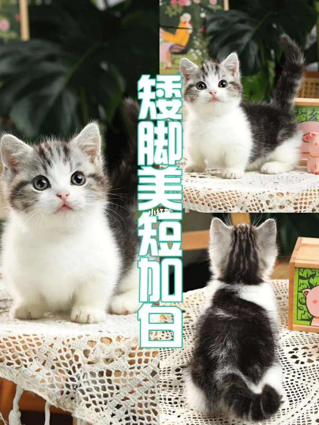 美短猫纯种多少钱一只(美短猫纯种多少钱一只幼猫)