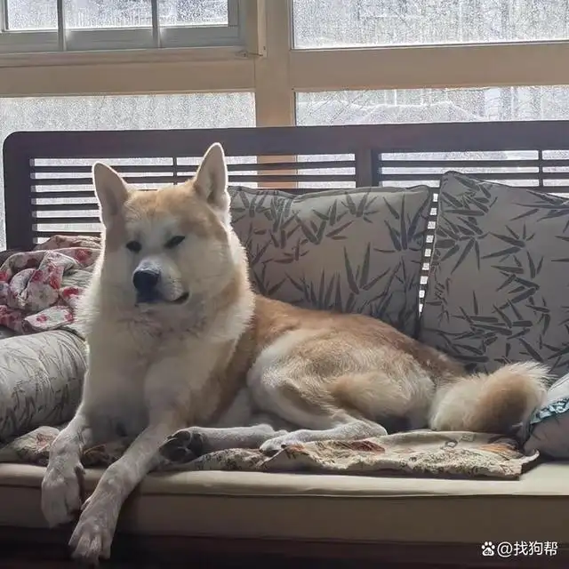 秋田犬多钱(秋田犬多钱一个)