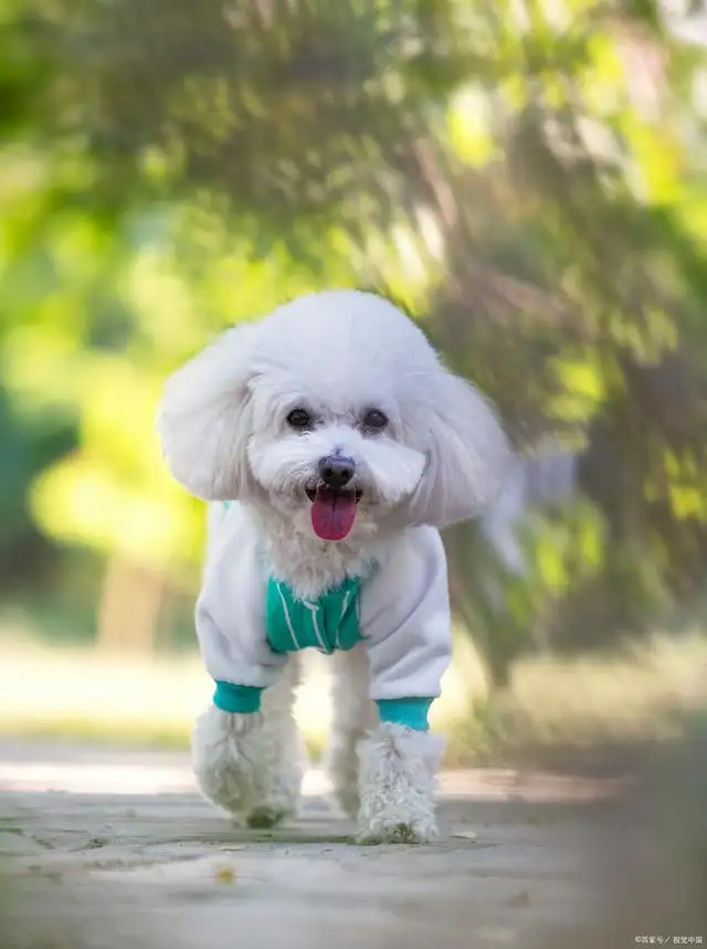 比熊适合什么人养(比熊犬适合家养吗有什么缺点?)