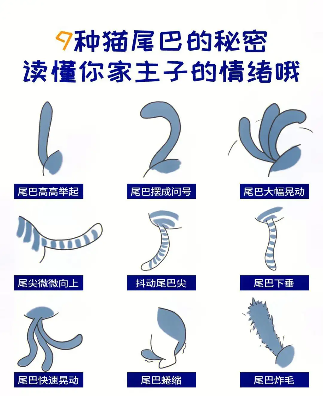 动物尾巴作用大全(动物尾巴的各种作用)