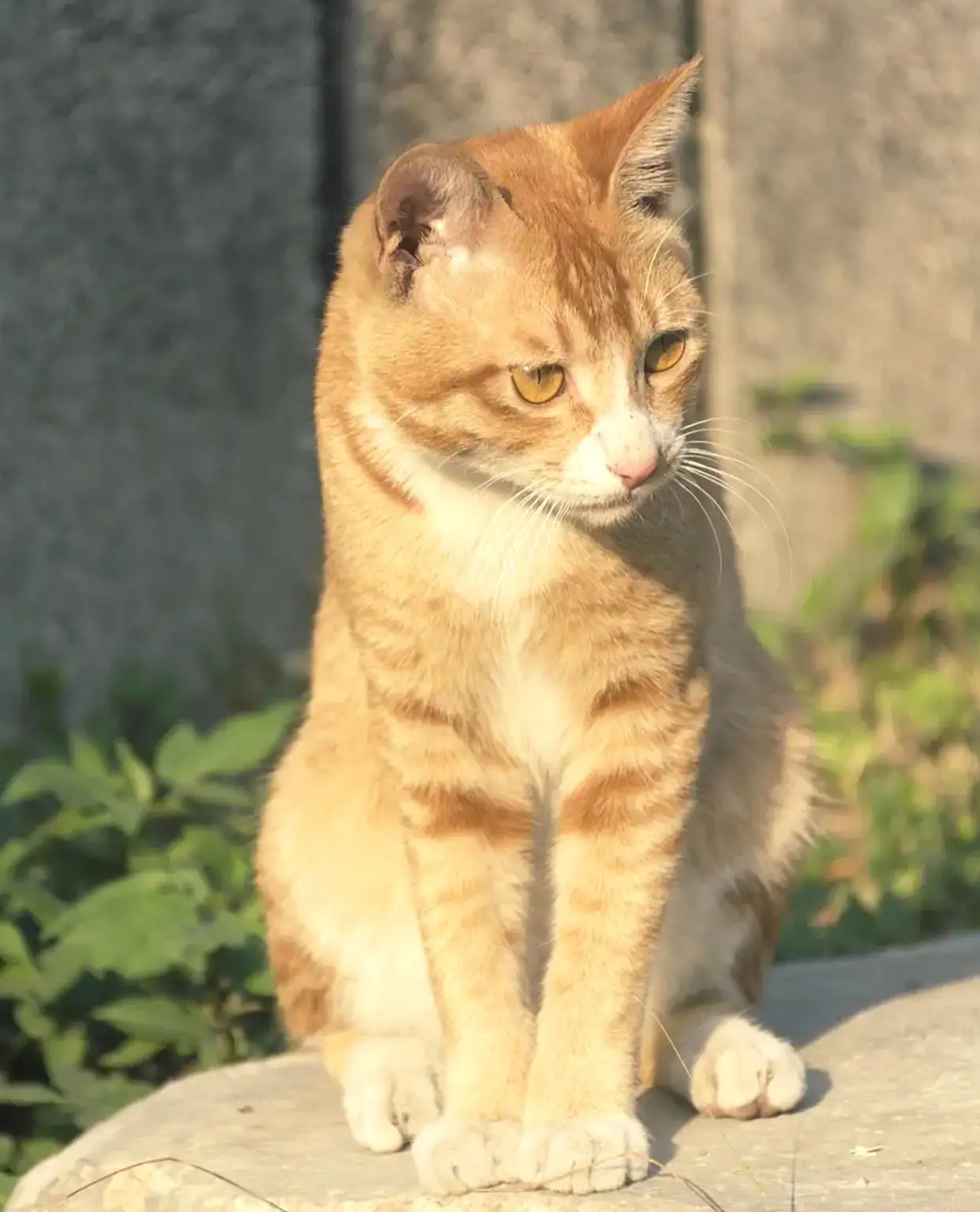 家猫有多少种类(家猫有多少种类的)