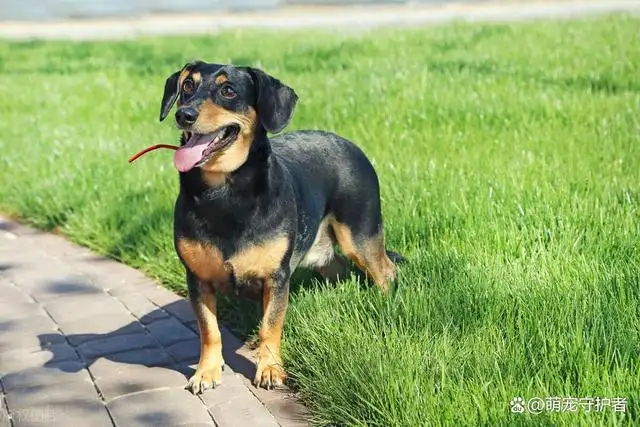 都有什么犬(都有什么犬类)