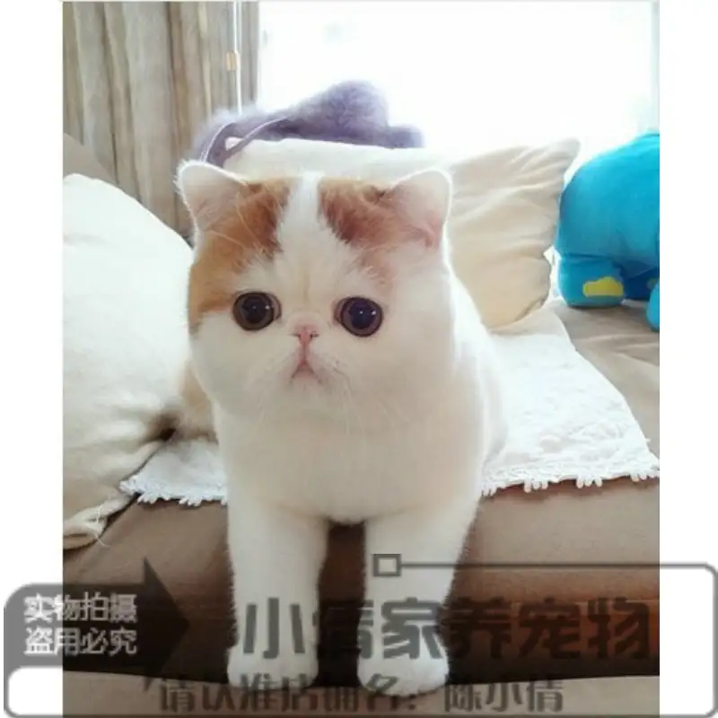 赛级加菲猫多少钱一只(赛级加菲猫品相评价标准)