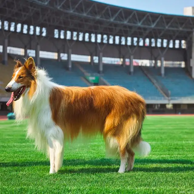 都有什么犬(都有什么犬类)