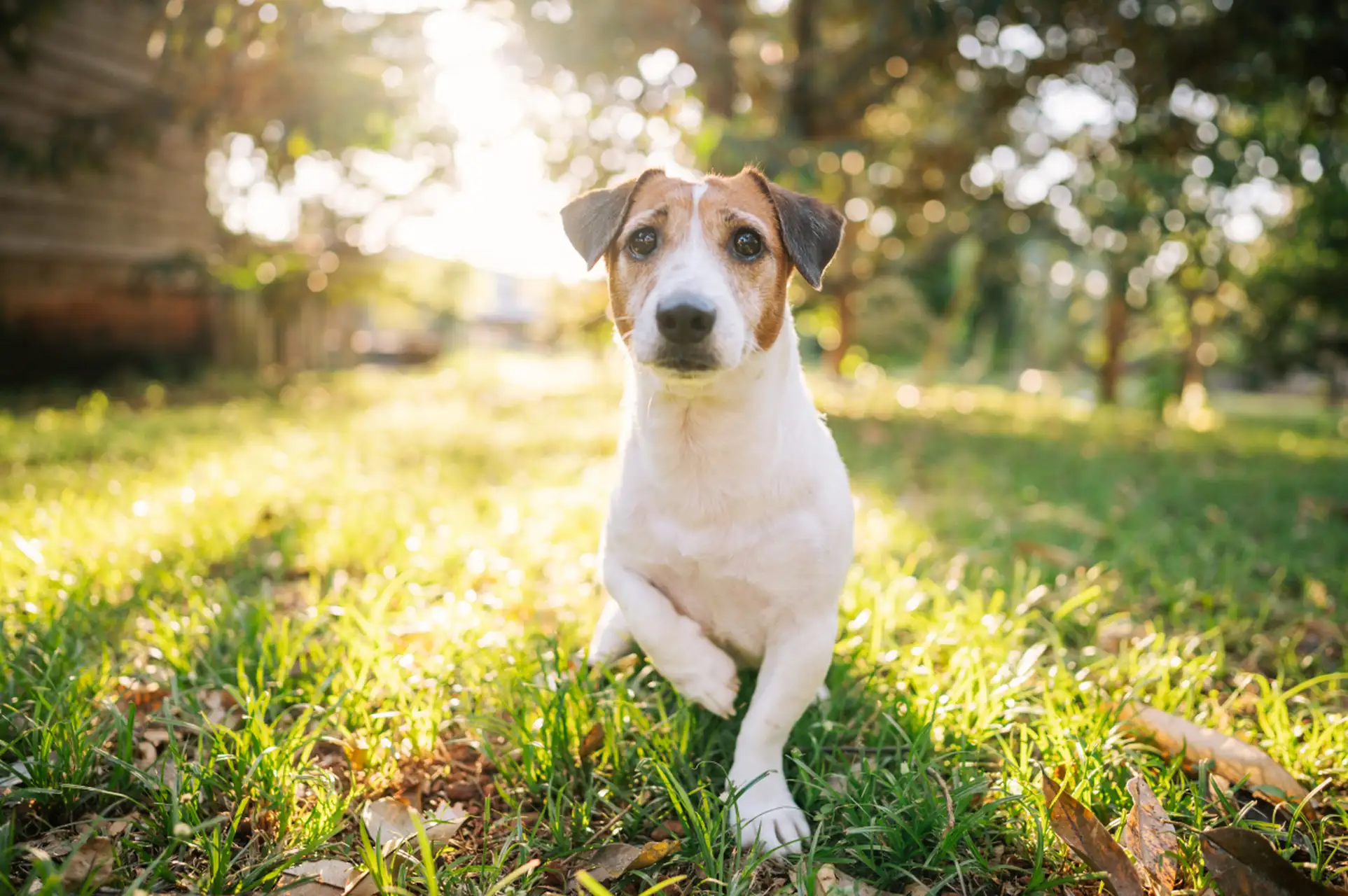 脾气最好的小型犬(十种脾气最好的小型犬)