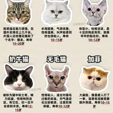 猫咪寿命一般是多少年(猫咪寿命一般多少年英短)