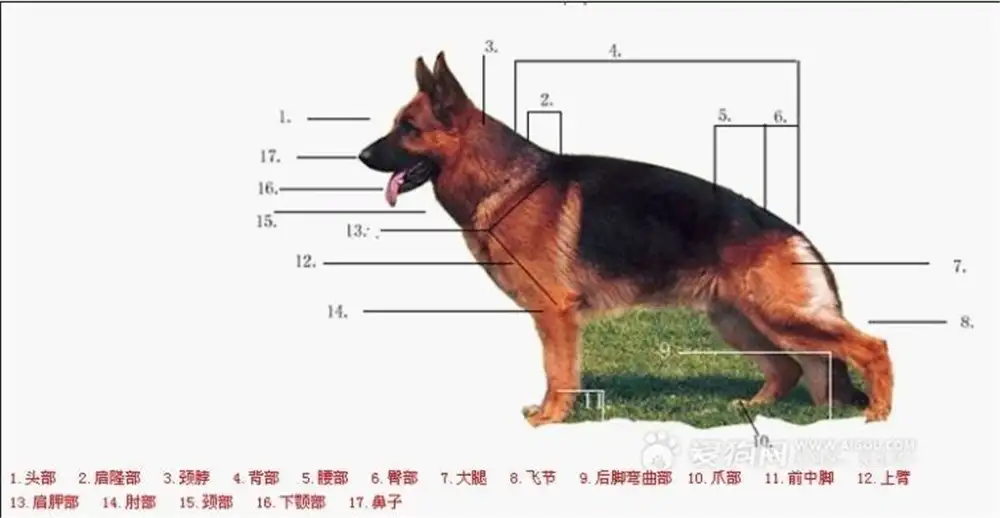 一只纯种的德牧犬价格(一只纯种德牧幼犬多少钱)