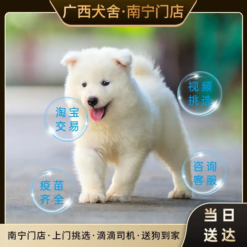 萨摩耶犬幼崽价位(萨摩耶幼犬价格一般多少)