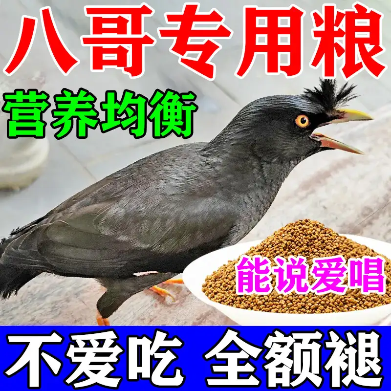 八哥鸟吃什么饲料最好(八哥鸟平时都喂什么吃的)