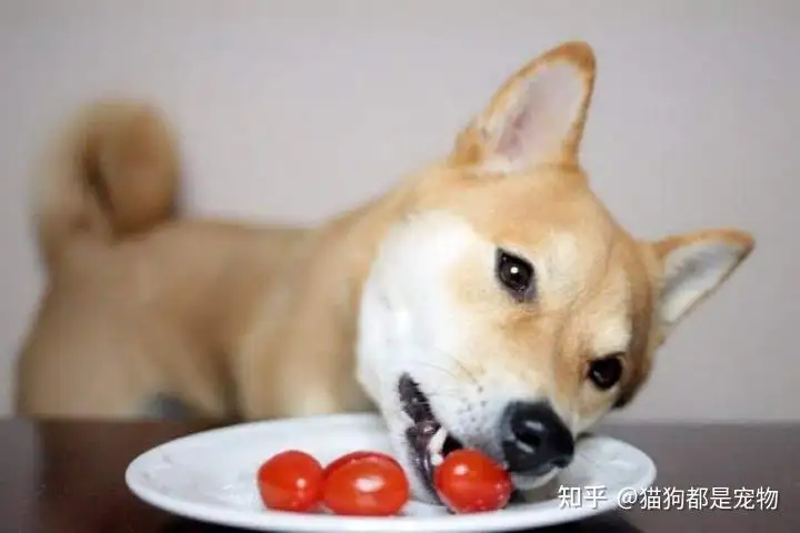 狗除了吃狗粮还能吃什么(狗除了狗粮还吃些什么主食)