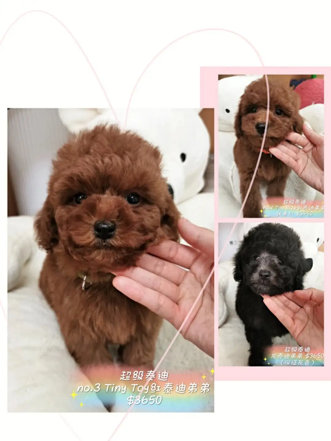 红贵宾犬和泰迪的区别(泰迪和红贵宾有什么区别)