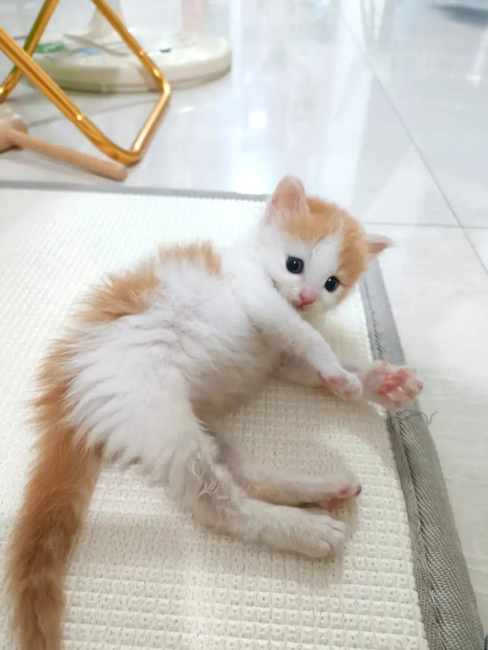 猫几天不拉屎算便秘(猫咪几天不拉屎是便秘)
