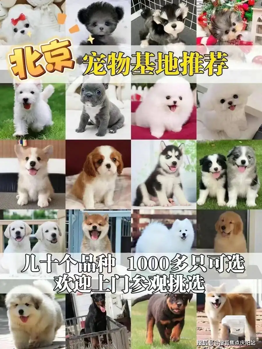 阿拉斯加犬市场价多少(阿拉斯加犬价格大概多少钱一只)