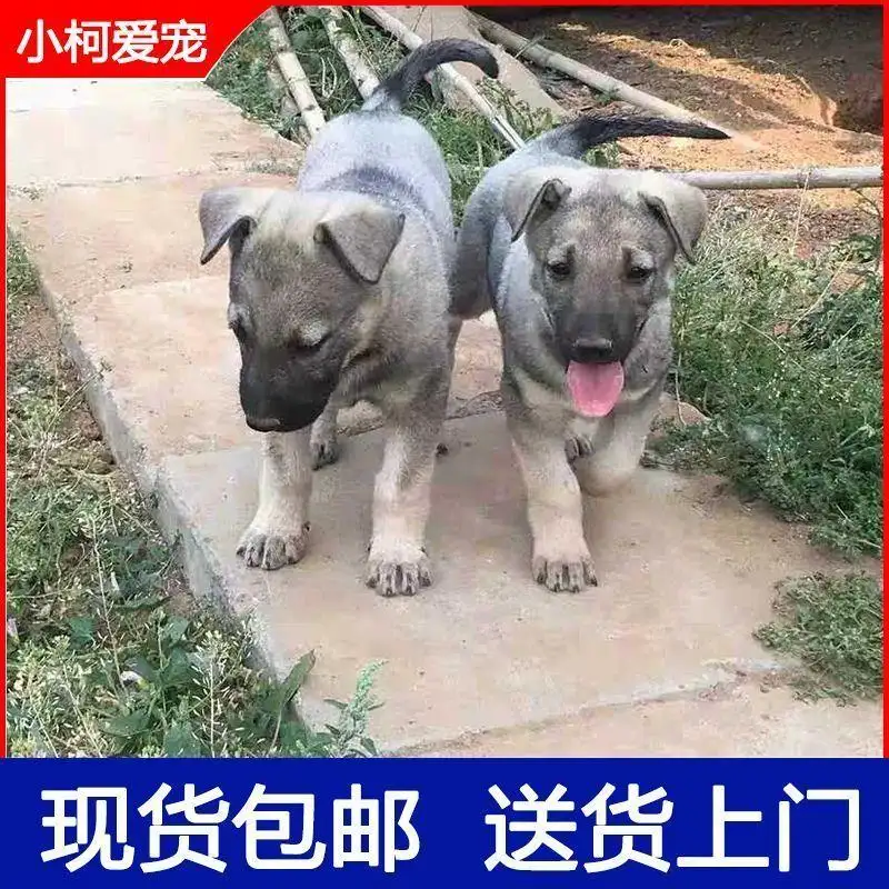 中华田园犬为什么不能做警犬(中华田园犬为何不能当警犬军犬)