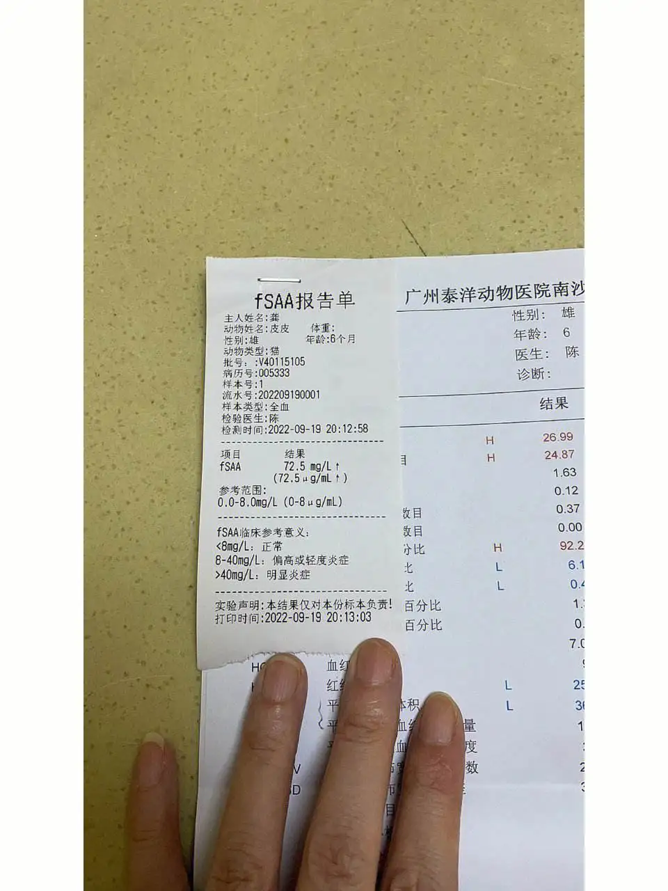 包含猫传腹白球比低于多少可能是传腹的词条