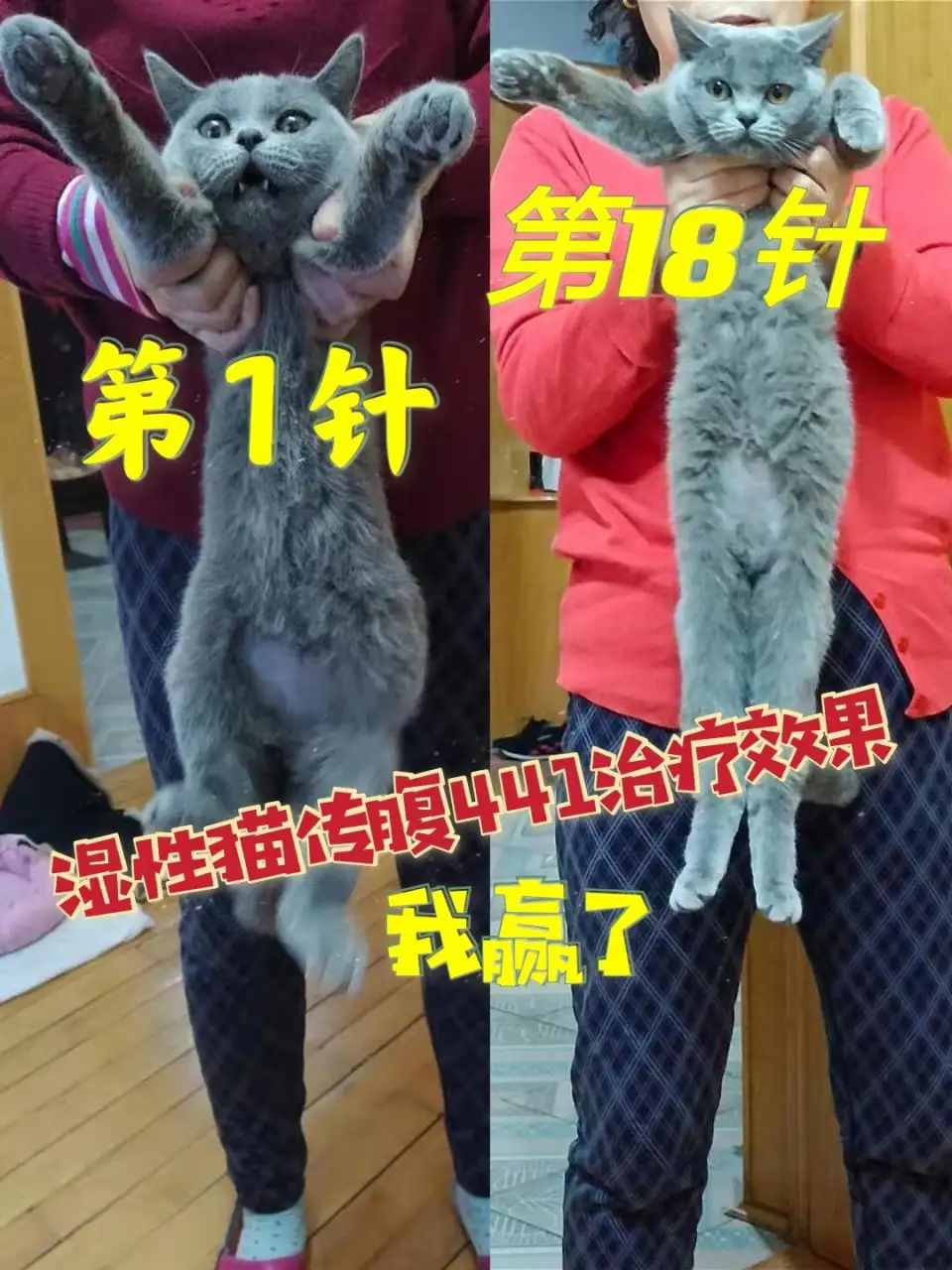 传腹猫打441(传腹猫打针疗程天数)