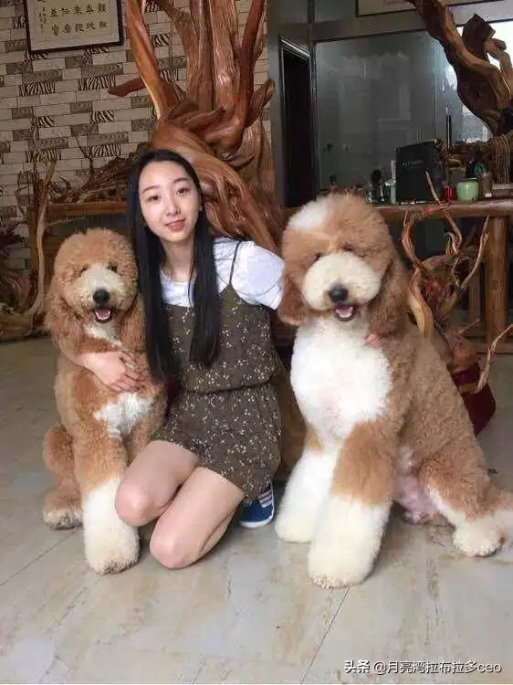 请问泰迪犬从多大开始训练比较好(请问泰迪犬从多大开始训练比较好养)