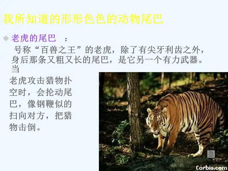 动物的尾巴各有各的用处(动物的尾巴各有各的用处你还知道哪些小动物尾巴的作用)