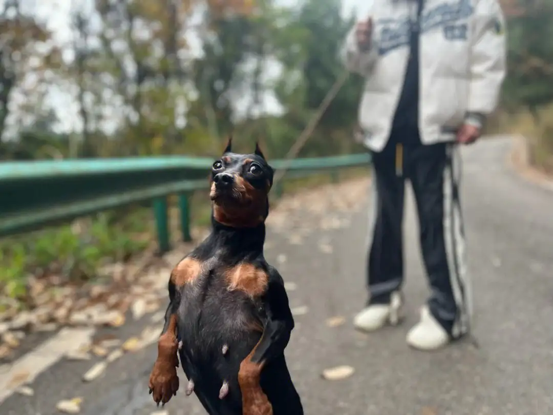 母杜宾犬(母杜宾犬多大可以配种)