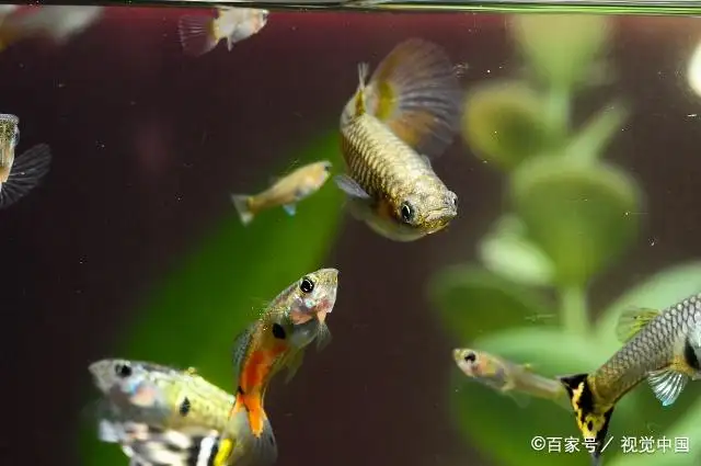 养孔雀鱼繁殖(养孔雀鱼繁殖一定要一公一母的吗)