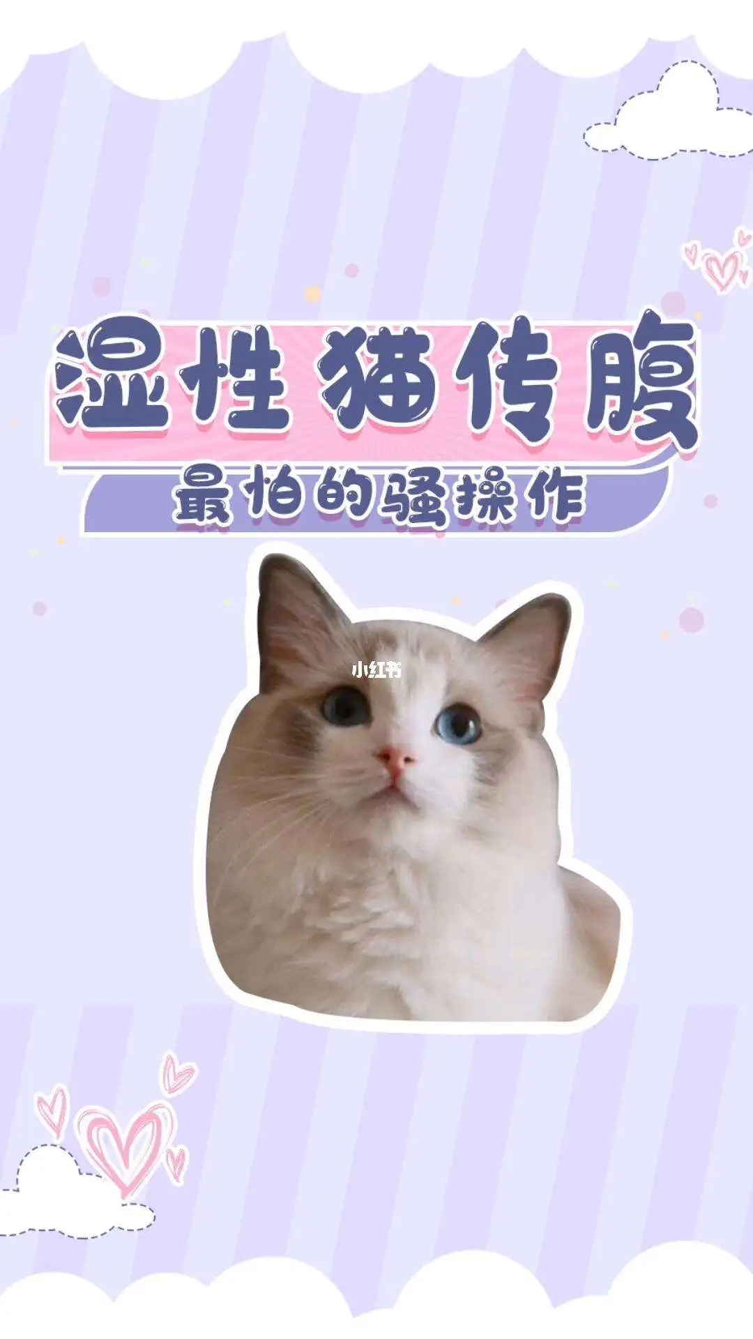 猫腹水和传腹区别(猫腹水猫传腹一样吗)