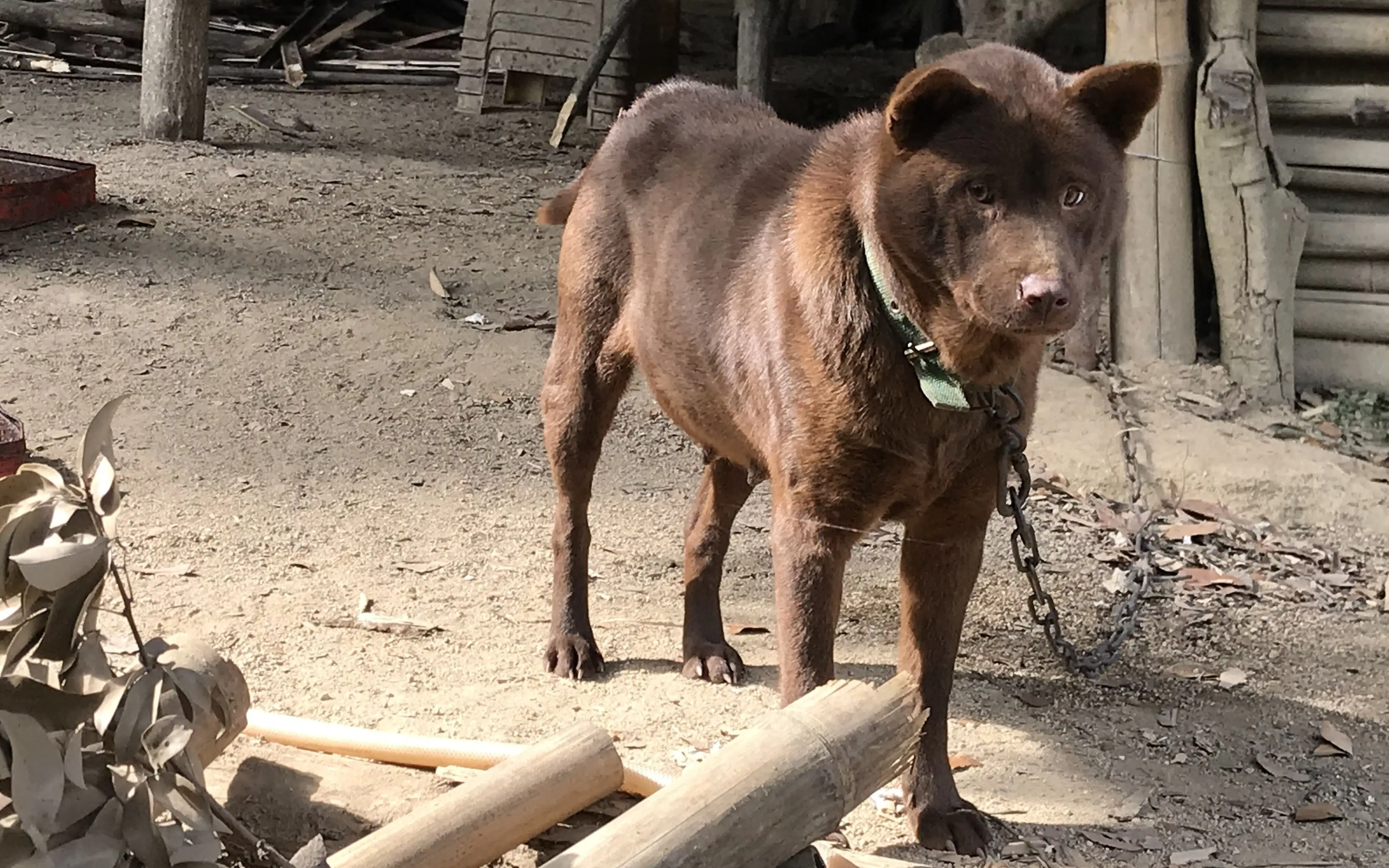 中华田园犬什么品种最好(中华田园犬什么品种最好吃)