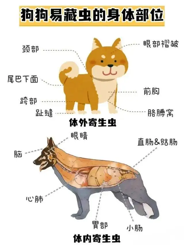 2个月狗狗体内驱虫(2个月狗狗体内驱虫吃什么药)