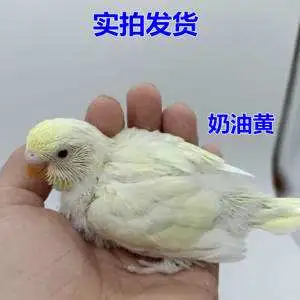 虎皮鹦鹉雏鸟一个月大吃什么(一个月大的虎皮鹦鹉一天喂几次最好)