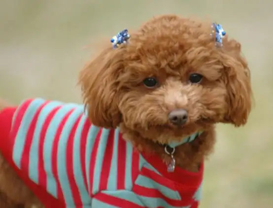 请问泰迪犬从多大开始训练比较好(请问泰迪犬从多大开始训练比较好养)