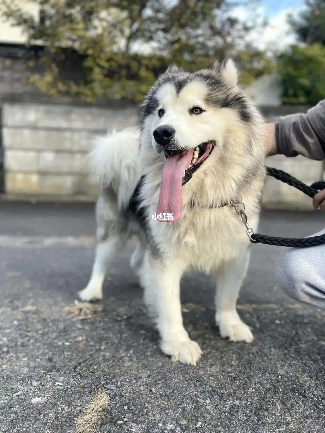 熊版阿拉斯加犬多钱一只(熊版阿拉斯加幼犬多少钱一只)