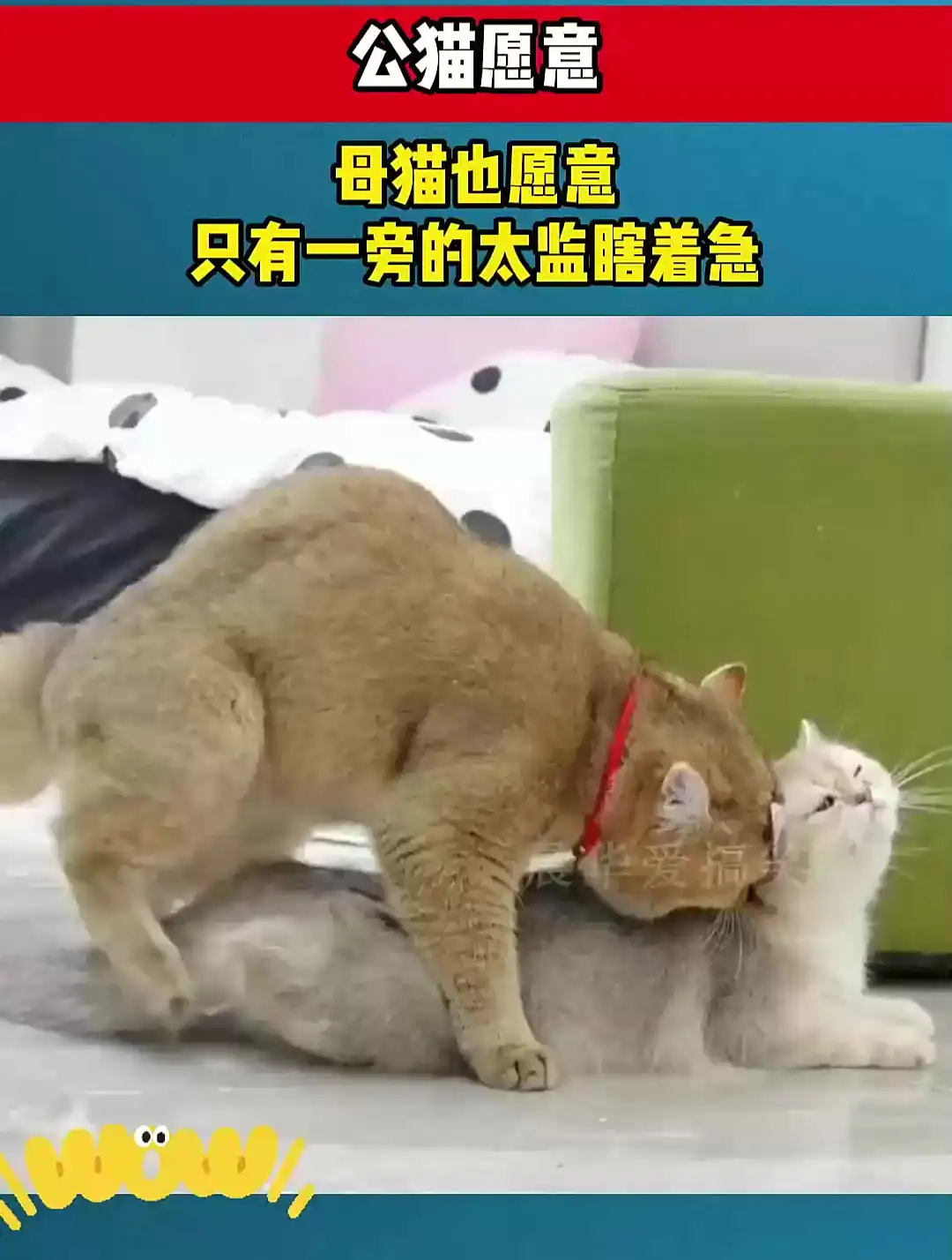 公猫带母猫回家(公猫带回来母猫怎么赶走)