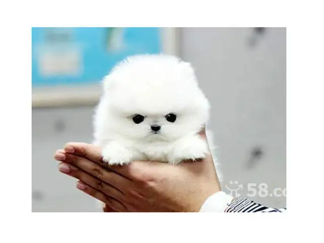 茶杯犬是打针才长不大的吗(茶杯犬是打针才长不大的吗图片)