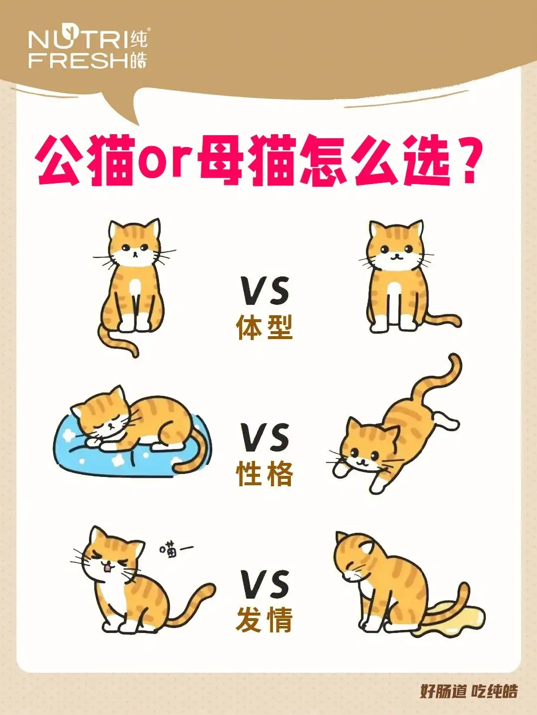 新手女生适合养公猫还是母猫(女生第一次养猫养公猫好还是母猫)