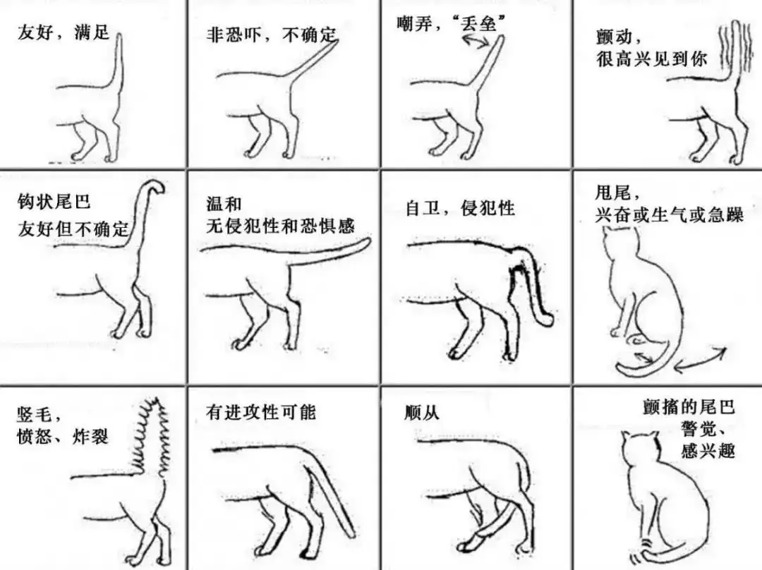 公猫母猫怎么分辨(公猫母猫怎么分辨?)