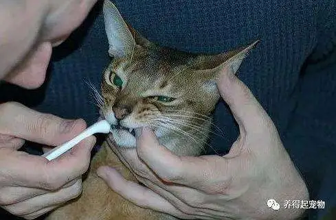 猫喜欢腥味吗(猫喜欢臭味还是香味)