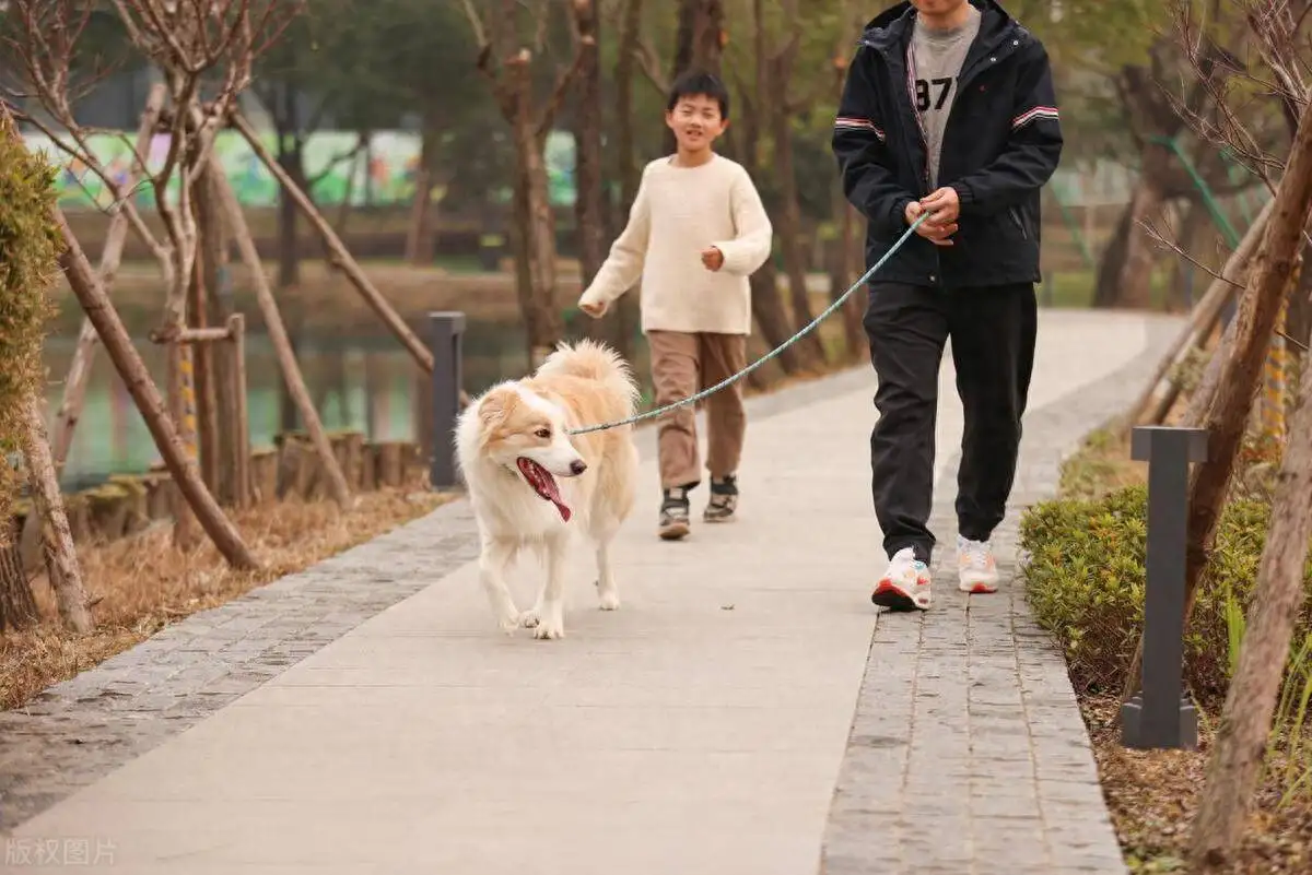 养狗对小孩的好处和坏处(十大适合家养没体味的狗排名)